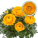Afbeelding van Ranonkel P12 Golden Yellow